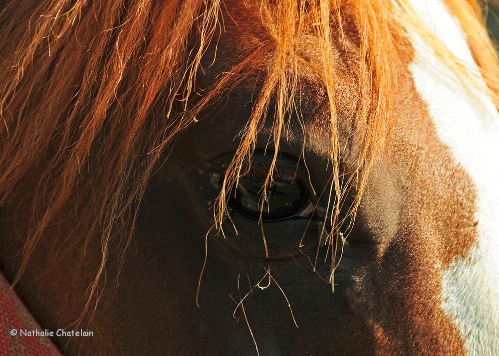 oeil de cheval.JPG