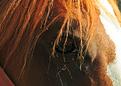 oeil de cheval.JPG