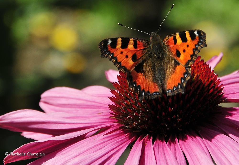 papillon-sur-echinacea.JPG