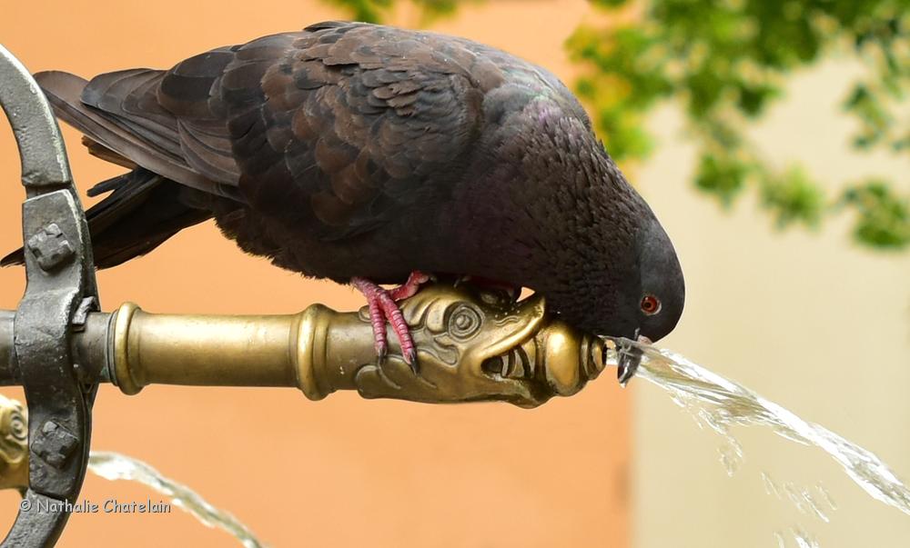 pigeon grosse soif.JPG