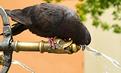 pigeon grosse soif.JPG