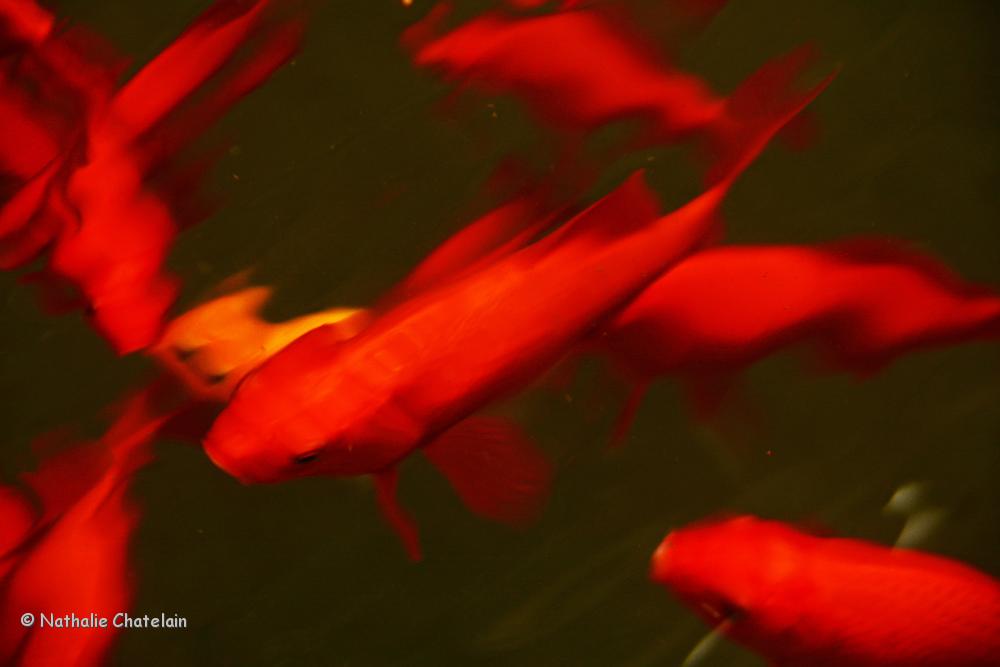 poisson-d'eau-douce.JPG