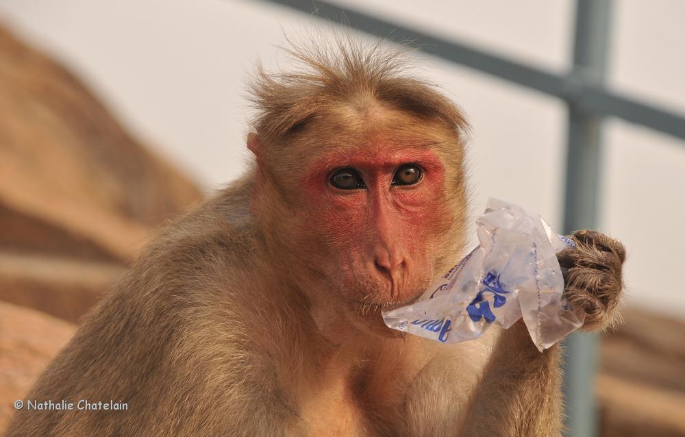 singe en train de boire.JPG
