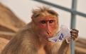 singe en train de boire.JPG