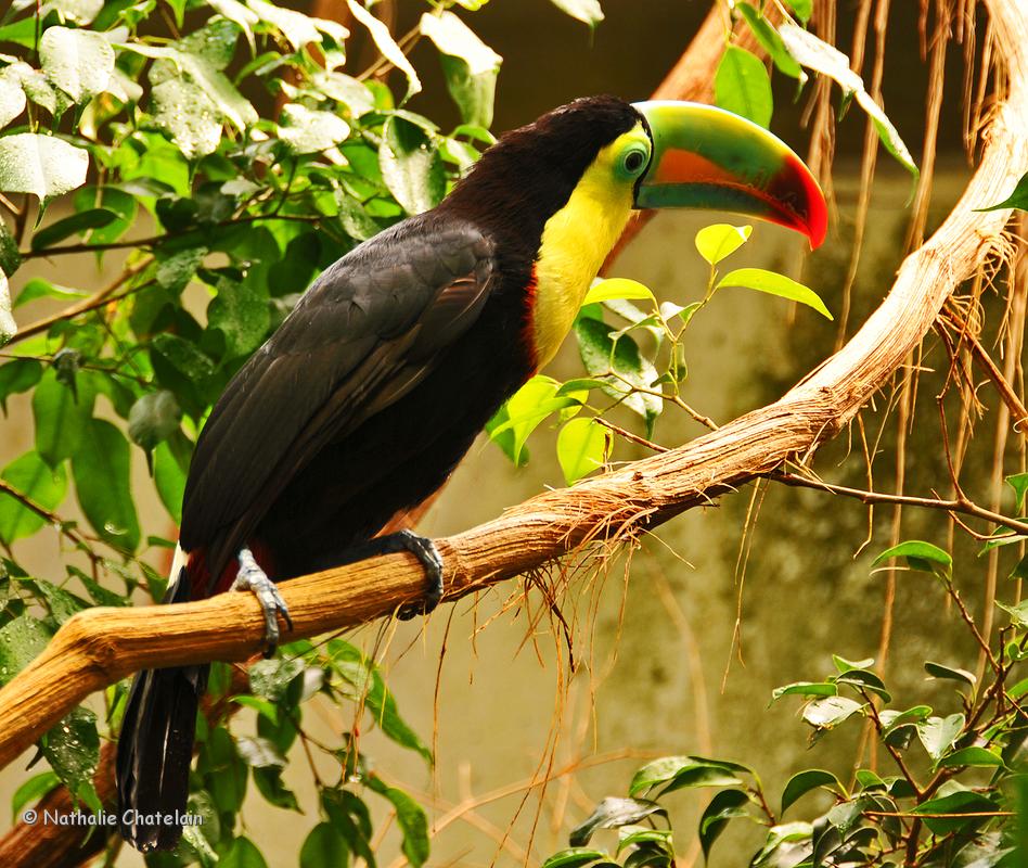toucan.JPG