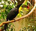 toucan.JPG