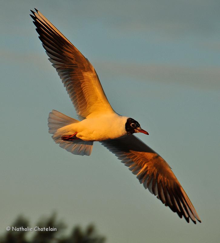 une-mouette-en-soir&eacute;e.JPG