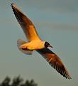 une-mouette-en-soir&eacute;e.JPG