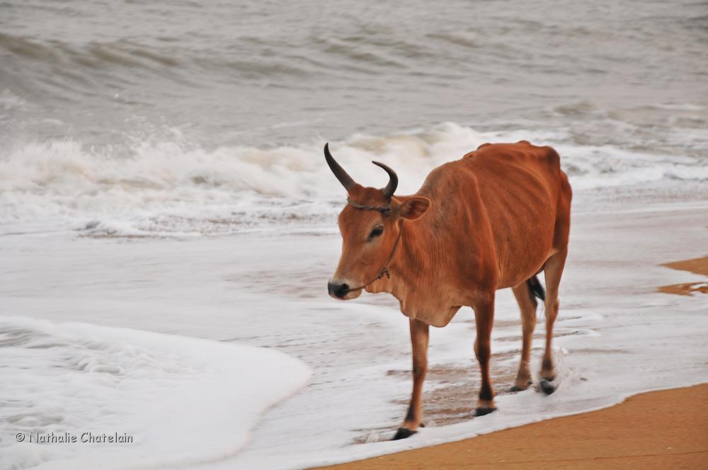 vache de plage.JPG
