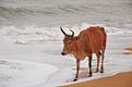 vache de plage.JPG