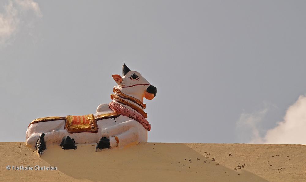 vache sacr&eacute;e.JPG