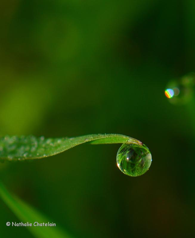 goutte-de-ros&eacute;e.JPG