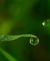 goutte-de-ros&eacute;e.JPG