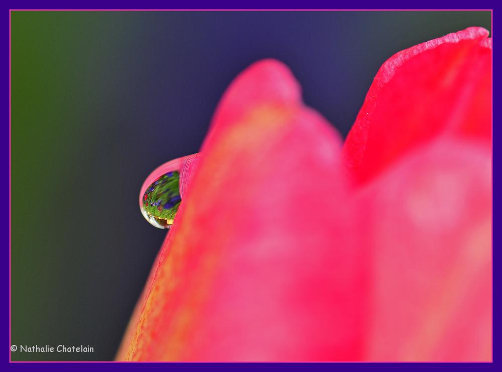 larme-de-tulipe-2.JPG