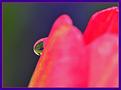 larme-de-tulipe-2.JPG