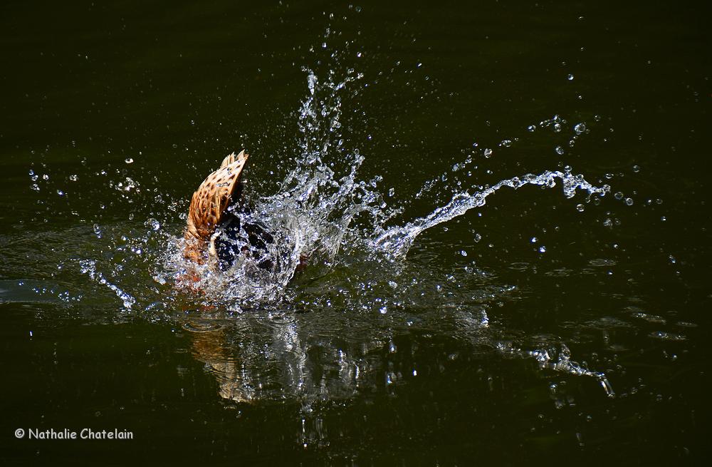 plongeon.JPG