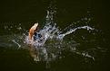 plongeon.JPG