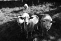 moutons.JPG