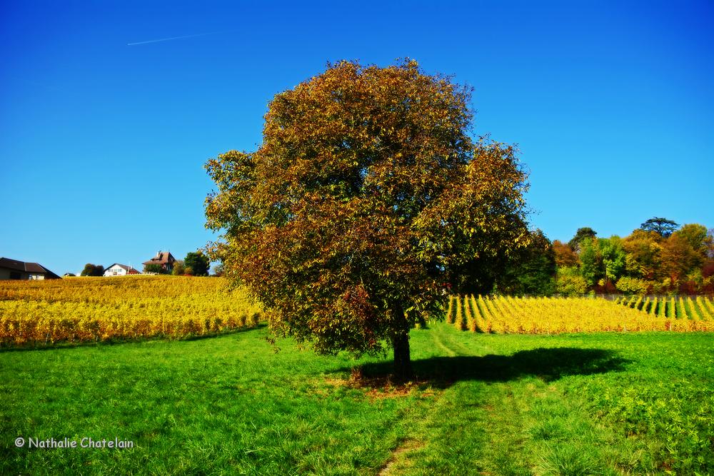 automne-&agrave;-Morges.JPG