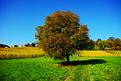 automne-&agrave;-Morges.JPG