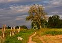 campagne-Morges-2.JPG