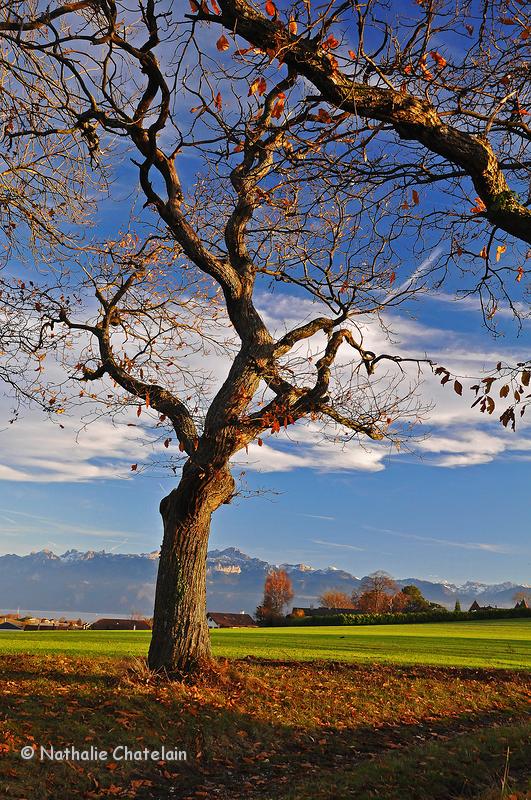 campagne-Morges.JPG