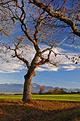 campagne-Morges.JPG