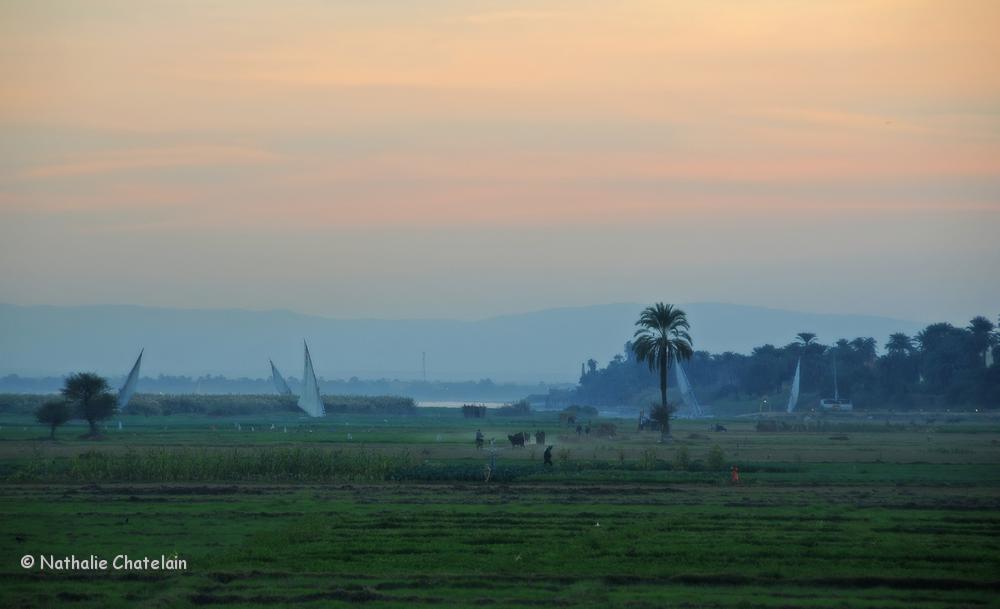 campagne-&eacute;gyptienne.JPG