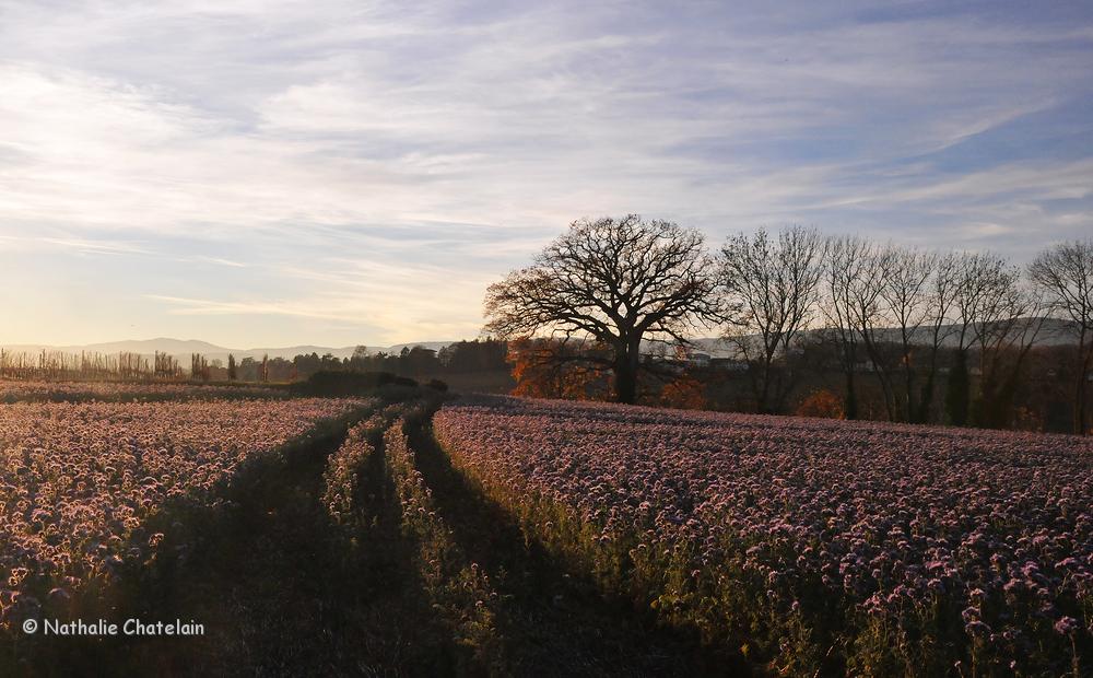 fleurs-de-novembre.JPG